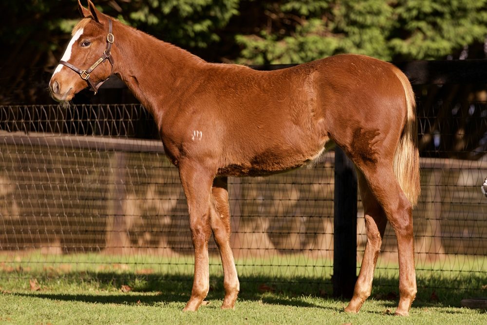 Lot 90 - Capitalist x Tatiara filly