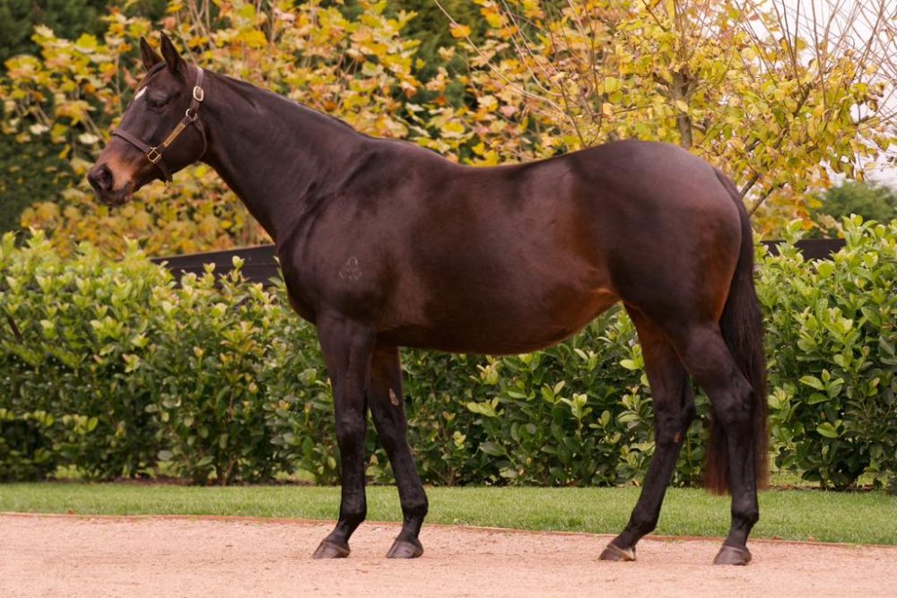 Lot 907