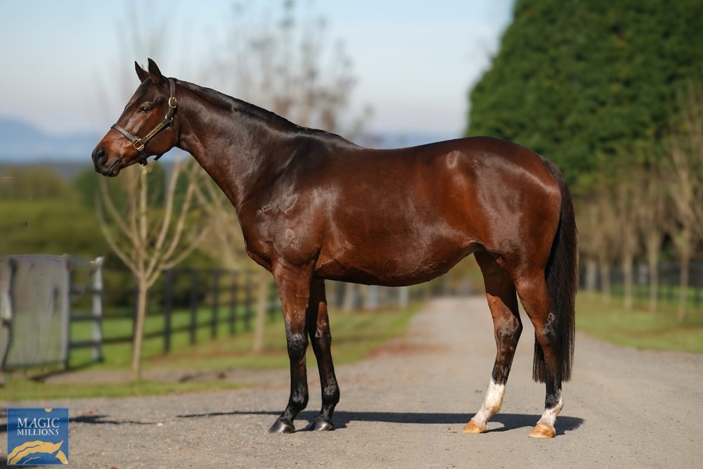 Lot 953 - Shadow Watch (AUS)