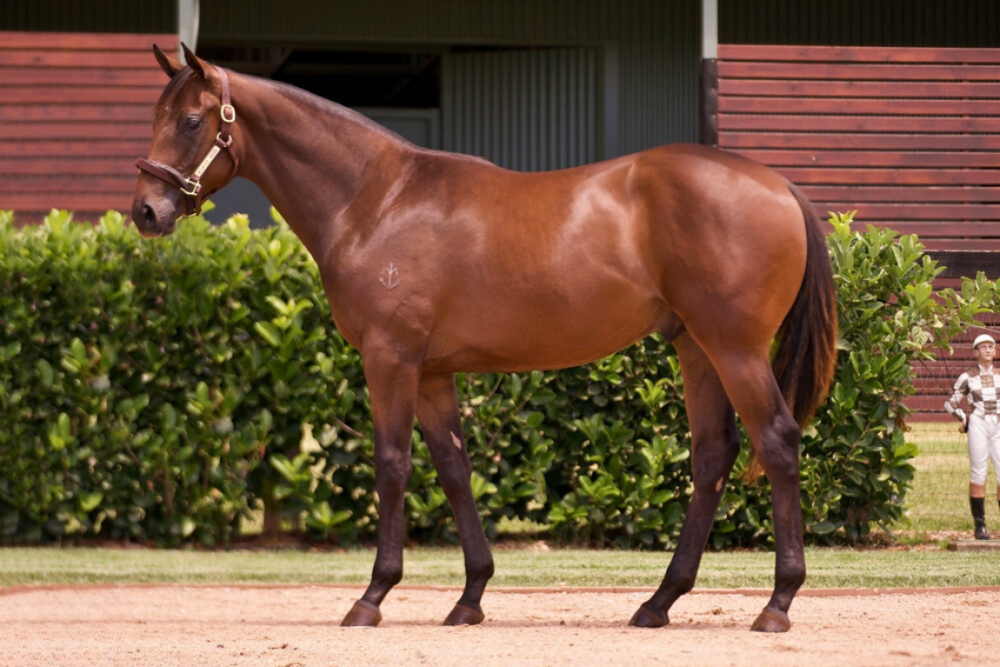 Lot 973_ Too Darn Hot x Moldova colt