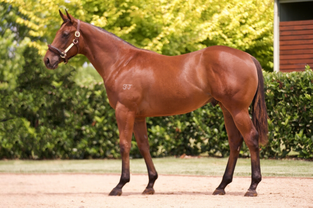 Lot 974_ Capitalist x Montrachet colt