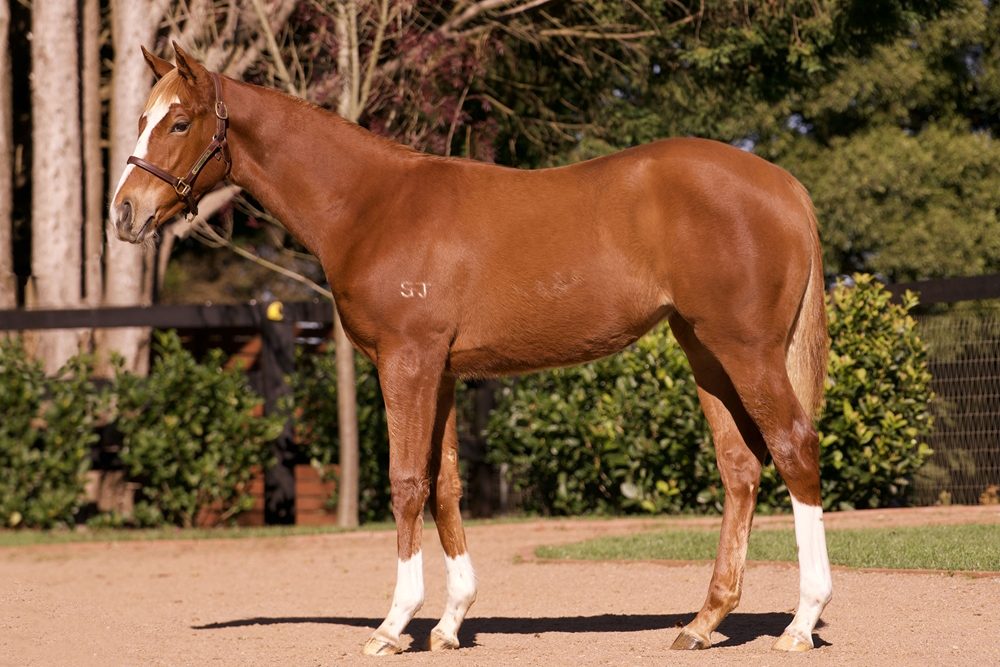 Lot 99