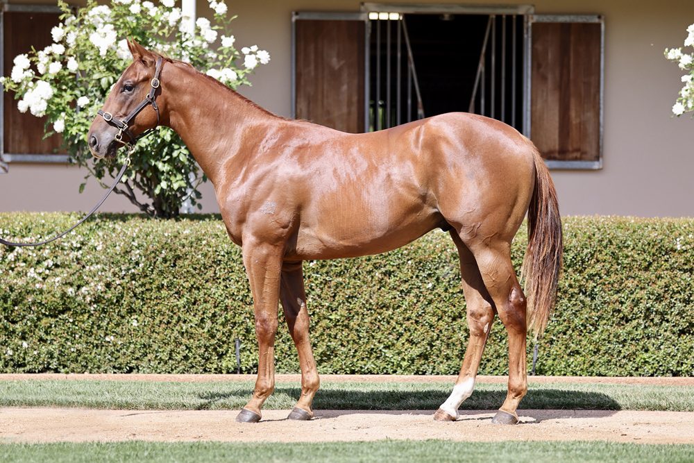 Milburn MM Adelaide Lot 109