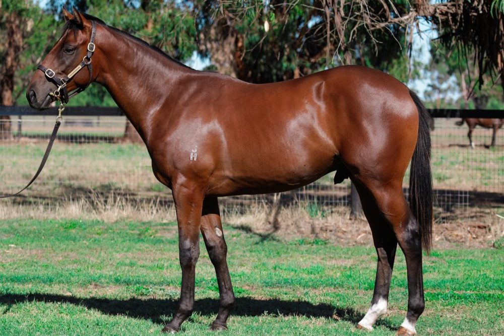 Milburn MM Adelaide Lot 130