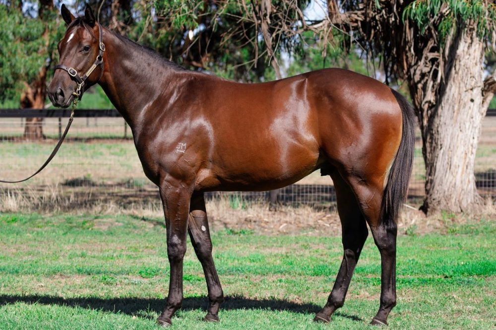 Milburn MM Adelaide Lot 208