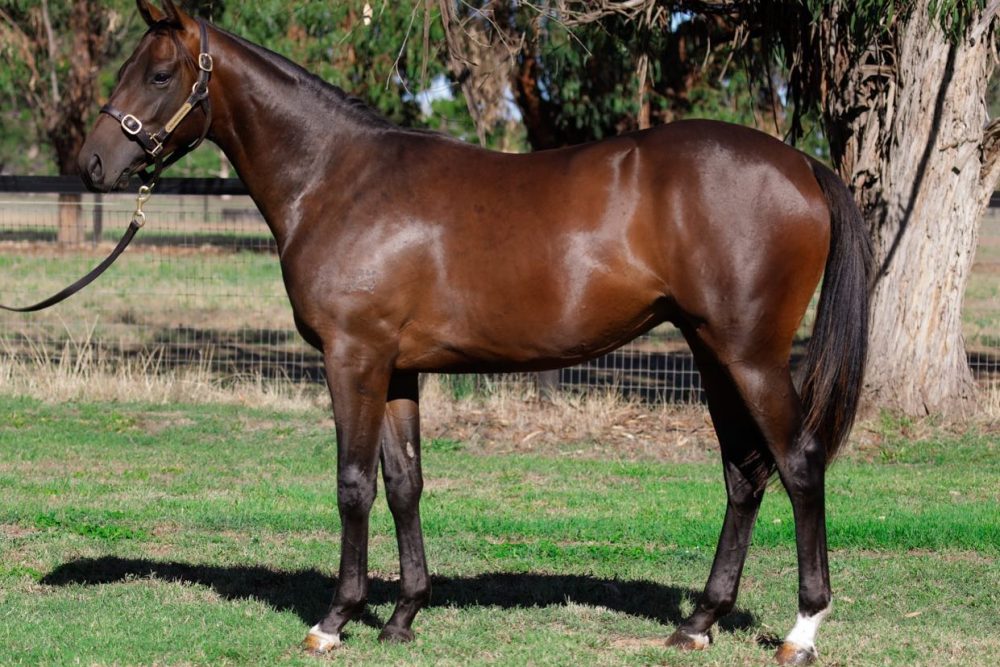 Milburn MM Adelaide Lot 22
